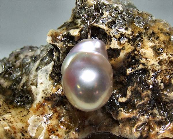 Seltene Perle mit Muschel vom Edelkontor